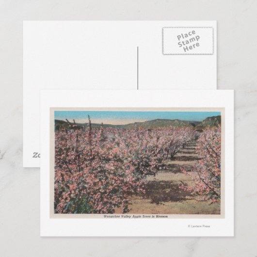 Wenatchee, WAView of Apple Trees in Blossom Briefkaart (Voorkant / Achterkant)