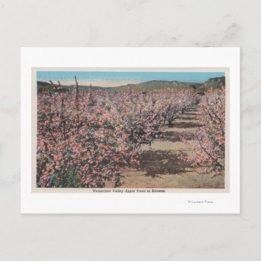 Wenatchee, WAView of Apple Trees in Blossom Briefkaart (Voorkant)