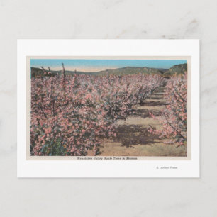Wenatchee, WAView of Apple Trees in Blossom Briefkaart