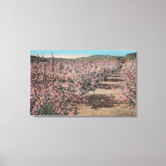 Wenatchee, WAView of Apple Trees in Blossom Canvas Afdruk (Voorkant)