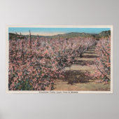 Wenatchee, WAView of Apple Trees in Blossom Poster (Voorkant)