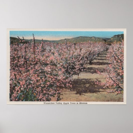 Wenatchee, WAView of Apple Trees in Blossom Poster (Voorkant)