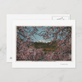 Wenatchee, WAView of Mt. Cashmere with Trees Briefkaart (Voorkant / Achterkant)