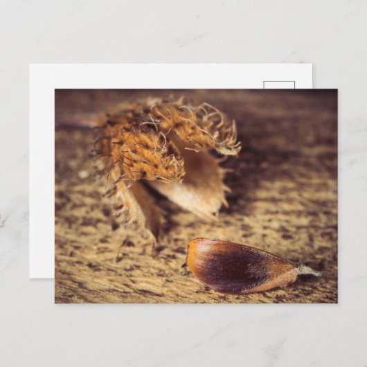 Wenn ein Samen zum Baum wird ... Briefkaart (Voorkant / Achterkant)