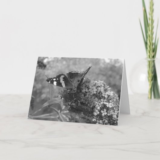 Wenskaart - Admiral Butterfly in zwart-wit Kaart (Voorkant)