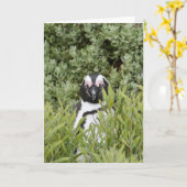 Wenskaart - Afrikaanse pinguïn Kaart (Gele Bloem)