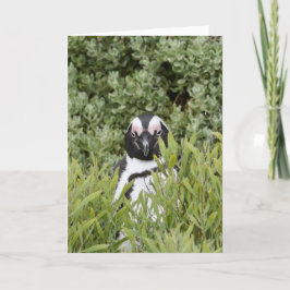 Wenskaart - Afrikaanse pinguïn Kaart