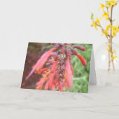 Wenskaart - Bloei Agastache Kaart (Gele Bloem)