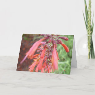 Wenskaart - Bloei Agastache Kaart