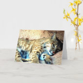 Wenskaart Bobcat Habitat Kaart (Gele Bloem)