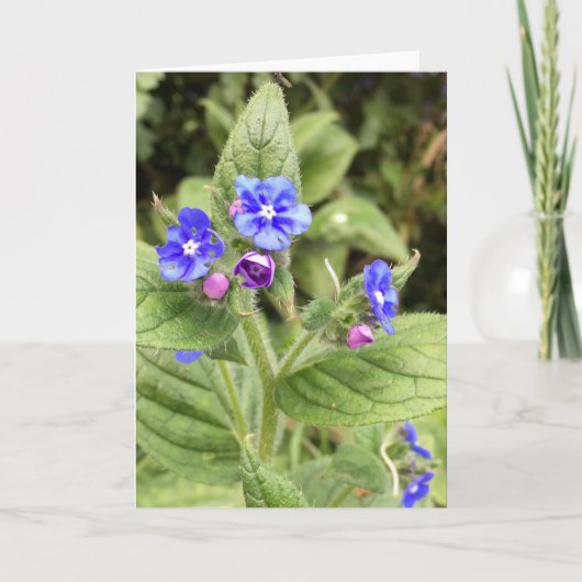 Wenskaart, briefkaart, bloemen, kaarten online (Voorkant)