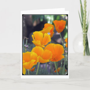 Wenskaart California Poppies Kaart