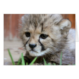 Wenskaart - Cute Baby Cheetah