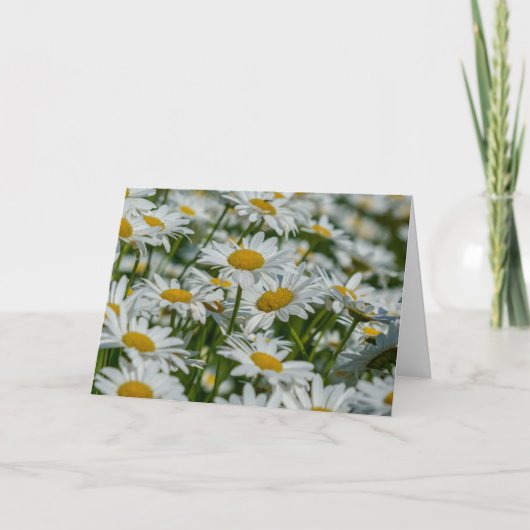 Wenskaart - Daises in Vermont Kaart (Voorkant)