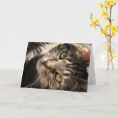 Wenskaart die - Kat zonnen Kaart (Gele Bloem)
