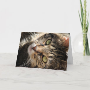 Wenskaart die - Kat zonnen Kaart