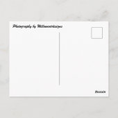 wenskaart "Golf Cart on Middle Bass Island" Briefkaart (Achterkant)