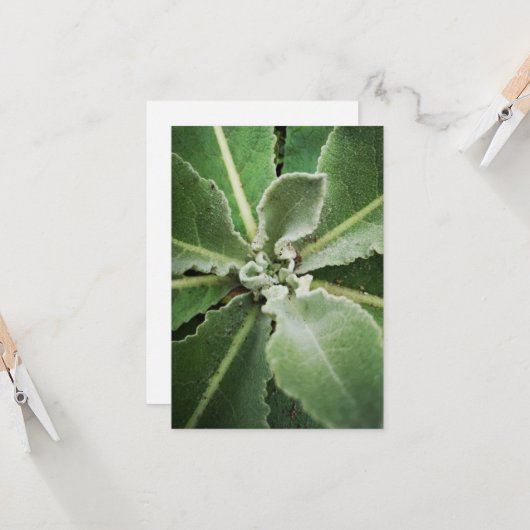 wenskaart groene bladeren kaart (Voorkant / Achterkant in situ)