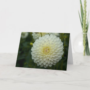 Wenskaart   Grusskarte Dahlie van de dahlia Kaart
