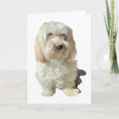 Wenskaart Havanese Dog Kaart (Voorkant)