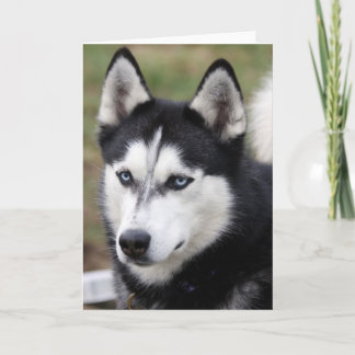 wenskaart husky kaart