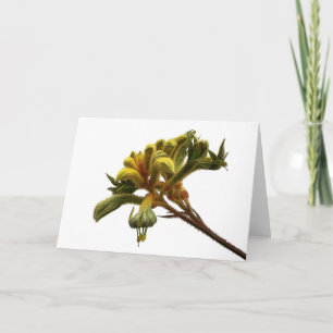 Wenskaart - Kangaroo Paw Kaart
