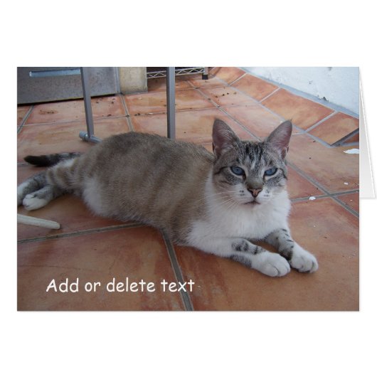 Wenskaart kattenfotografie (Voorkant Horizontaal)