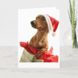 Wenskaart kerstdachshund feestdagen kaart<br><div class="desc">Deze lieve Dachsie schittert met liefde. Show iemand van wie je ook houdt met deze speciale kleine kaart. prettige feestdagen!</div>