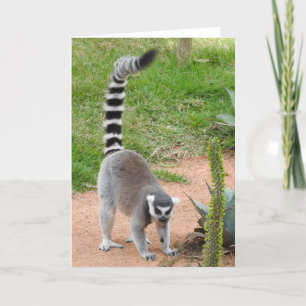 Wenskaart Lemur Kaart