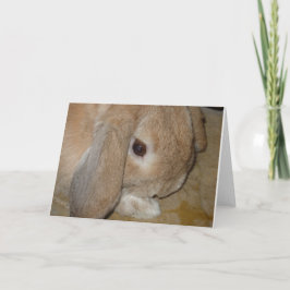 Wenskaart - Lop Eared Dwarf Rabbit Kaart