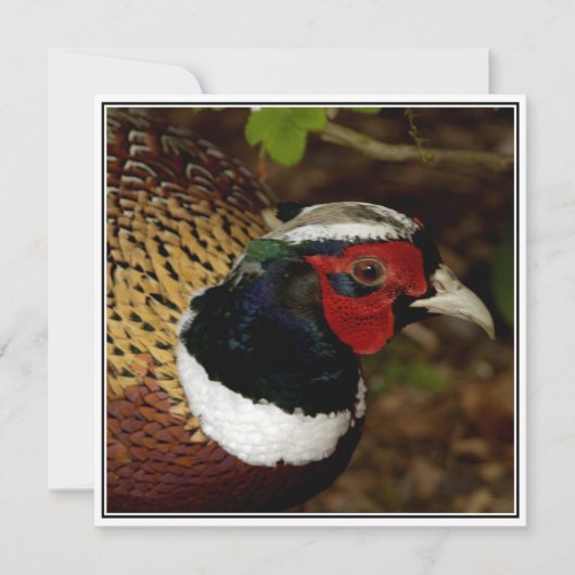Wenskaart met afbeelding van een fazanthoofd kaart (Voorkant)