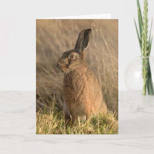 Wenskaart met bruine hazen kaart (Voorkant)