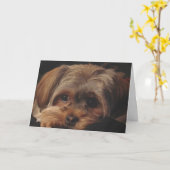 Wenskaart met Jong Shorkie op Voorzijde Kaart (Gele Bloem)