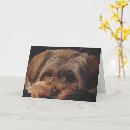 Wenskaart met Jong Shorkie op Voorzijde Kaart (Gele Bloem)