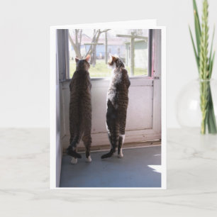 Wenskaart met katten kaart