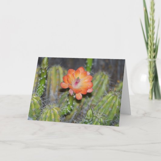 Wenskaart met Oranje cactusbloem Kaart (Voorkant)
