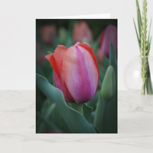 Wenskaart met rode en roze tulp kaart (Voorkant)