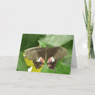 Wenskaart met Rode Swallowtail Vlinder Kaart