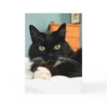 Wenskaart met zwarte kat