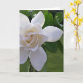Wenskaart - natuurlijk Schitterende Gardenia Kaart (Gele Bloem)