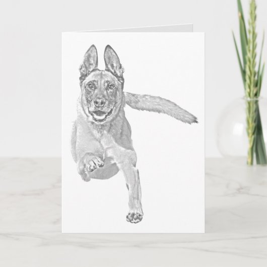  Wenskaart Pencil Malinois Kaart (Voorkant)