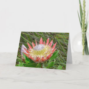 Wenskaart - Protea in Kaapstad Kaart