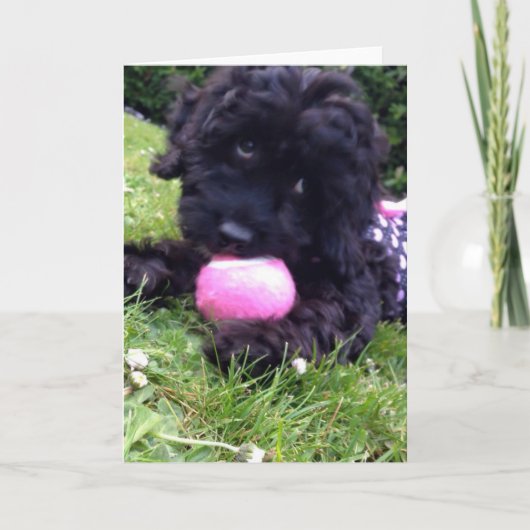 Wenskaart - Puppy Cockapoo Kaart (Voorkant)