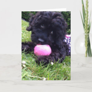 Wenskaart - Puppy Cockapoo Kaart