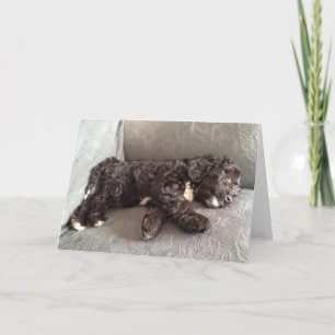 Wenskaart - Puppy Cockapoo Kaart