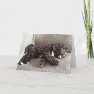 Wenskaart - Puppy Cockapoo Kaart