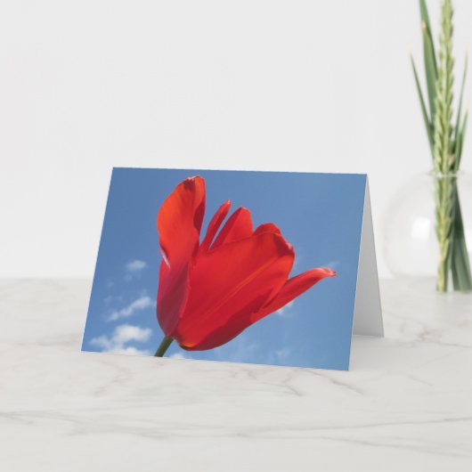 Wenskaart - Red Tulip Blue Sky Kaart (Voorkant)