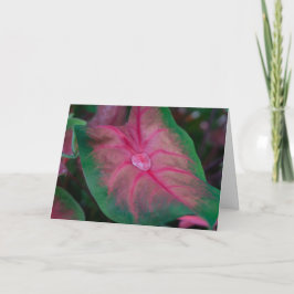 Wenskaart - regendruppels in de tuin kaart