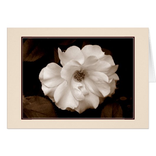 wenskaart "Roos van de lente (Sepia)" (Voorkant Horizontaal)