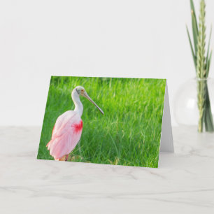 Wenskaart - Roseate Spoonbill Kaart